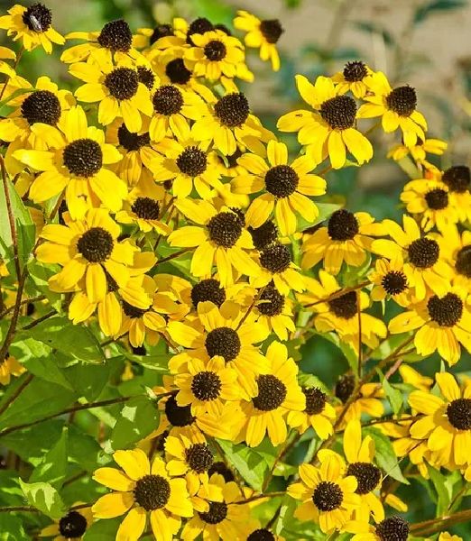 Rudbeckia triloba